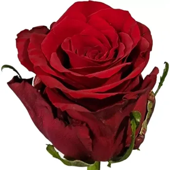 umělá květina Červená růže UPPER CLASS 40cm (M)