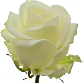 umělá květina Bílá růže AVALANCHE+ 90cm SUPER (XXL)