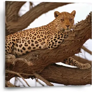 Obraz Sablio Obraz Levhart 2 - 50x50 cm