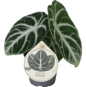 Gardners Alocasia Ninja, průměr 6 cm Alokásie, Alokázie