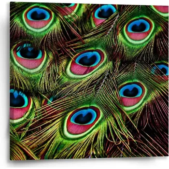 Obraz Sablio Obraz Paví peří - 50x50 cm