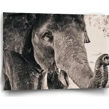 Obraz Sablio Obraz Slon - 60x40 cm