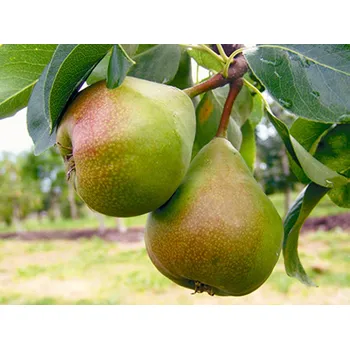 Sazenice Hrušeň 'Obelisk' - k sloupovitému zapěstování Balení: prostokořenný stromek, Podnož: kavkazská