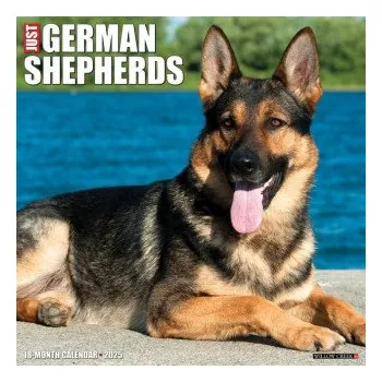 Kalendář German Shepherds 2026 12 X 12 Wall Calendar (Kalendář)