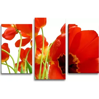 Obraz Sablio Obraz - 3-dílný Tulipány - 75x50 cm