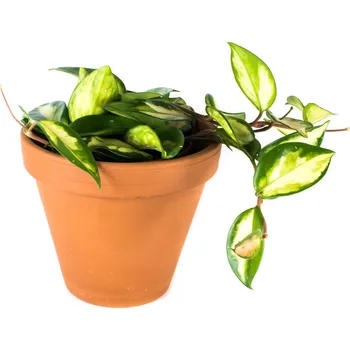 Hoya Mix, průměr 12 cm - Zachraň Kytku Hoja, Voskovka