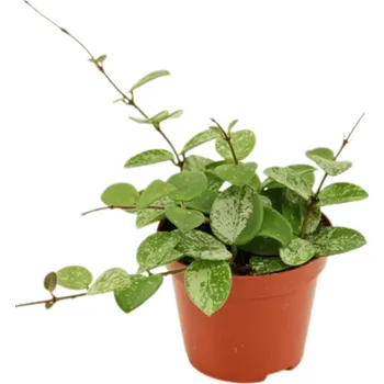 Gardners Hoya Mathilde, průměr 9 cm Hoja, Voskovka