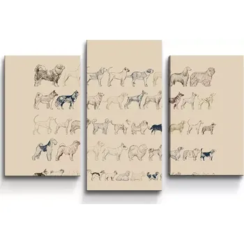 Obraz Sablio Obraz - 3-dílný Psí plemena - 75x50 cm
