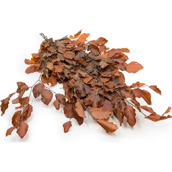 mech-mech.cz Stabilizované bukové větve - oranžové