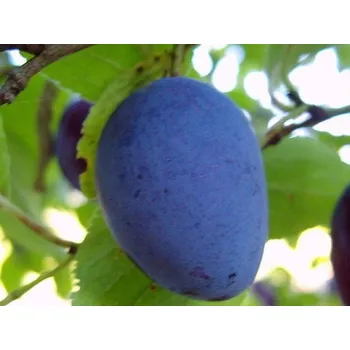 Sazenice Švestka zakrslá 'Bühler' Balení: prostokořenný stromek, Podnož: myrobalán