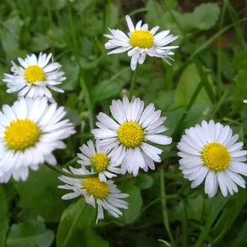 Sedmikráska obyčejná voda-Bellis perennis water -1L