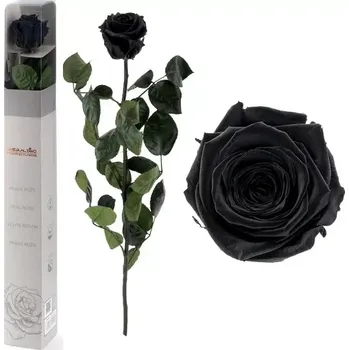 umělá květina STABILIZOVANÁ RŮŽE BALENÁ BLACK - černá (-"věčná" růže v dárkovém balení)