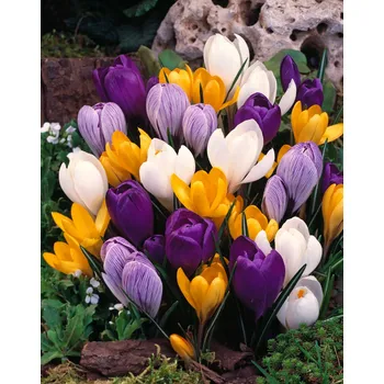 Semeno Mix krokusů 50 ks