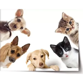 Plakát Sablio Plakát Štěňátka a koťátka - 90x60 cm