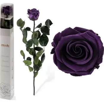 umělá květina STABILIZOVANÁ RŮŽE BALENÁ PURPLE