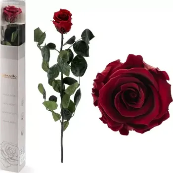 STABILIZOVANÁ RŮŽE BALENÁ BURGUNDY - tmavě červená