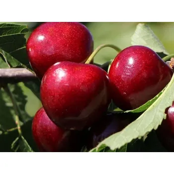 Sazenice Višeň 'Jachim®' - k sloupovitému zapěstování Balení: prostokořenný stromek, Podnož: colt