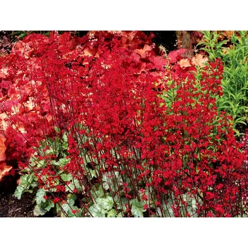 Sazenice levandule-online.cz Dlužicha " Lipstick " - Heuchera Hybrida