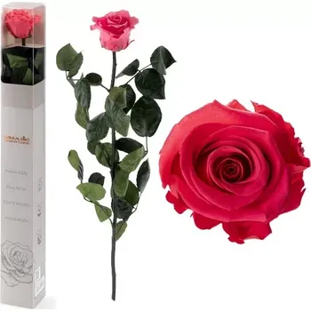 umělá květina STABILIZOVANÁ RŮŽE BALENÁ DARK PINK - tmavě růžová