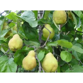 Sazenice Kdouloň 'Miller' (akademická) Balení: prostokořenný stromek, Podnož: S1