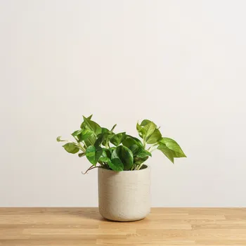 Sazenice Epipremnum Global Green 12 cm