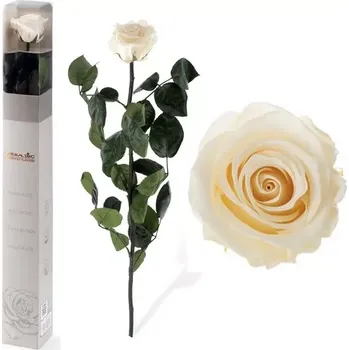 umělá květina STABILIZOVANÁ RŮŽE BALENÁ CHAMPAGNE