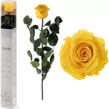 umělá květina STABILIZOVANÁ RŮŽE BALENÁ ŽLUTÁ - SAFFRON YELLOW (-"věčná" růže v dárkovém balení)