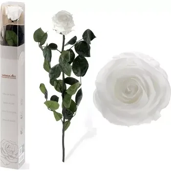 umělá květina STABILIZOVANÁ RŮŽE BALENÁ BÍLÁ - WHITE