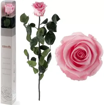 umělá květina STABILIZOVANÁ RŮŽE BALENÁ LIGHT PINK - světle růžová