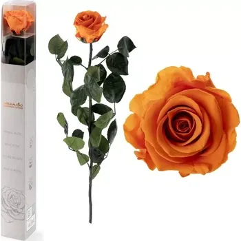 umělá květina STABILIZOVANÁ RŮŽE BALENÁ ORANŽOVÁ (-"věčná" růže v dárkovém balení)