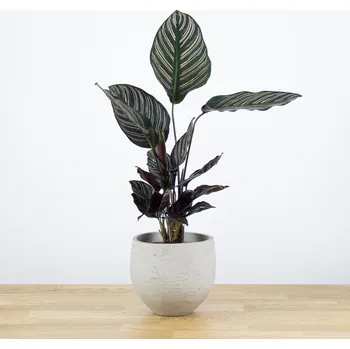 Sazenice Calathea Sanderiana 'S' 12 cm