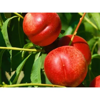 Sazenice Nektarinka 'Fantasia' Balení: prostokořenný stromek, Podnož: GF677