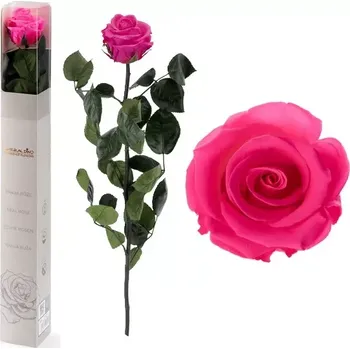umělá květina STABILIZOVANÁ RŮŽE BALENÁ EXTRA PINK - růžová