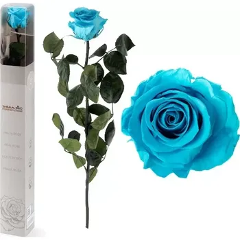 umělá květina Stabilizovaná růže Tyrkysová