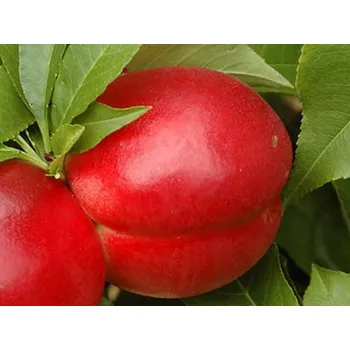 Sazenice Nektarinka zakrslá 'Rubis Necta Zee' Balení: prostokořenný stromek, Podnož: GF677