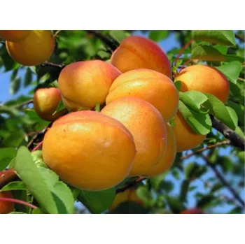 Sazenice Meruňka 'Ceglédská obří' Balení: prostokořenný stromek, Podnož: meruňkový semenáč