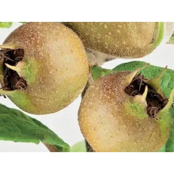 Sazenice Mišpule německá 'Szentési Róza' Balení: prostokořenný stromek