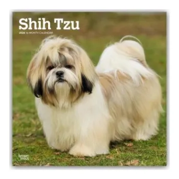 Diář Shih Tzu 2026 - 16-Monatskalender – BrownTrout Publishers Inc (EN)