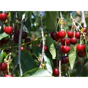 Sazenice Višeň 'Erdská jubilejní' Balení: prostokořenný stromek, Podnož: mahalebka