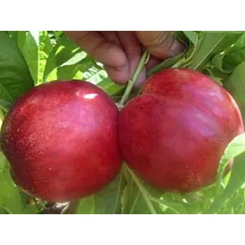 Sazenice Nektarinka 'Caldesi 2000' Balení: prostokořenný stromek, Podnož: GF677