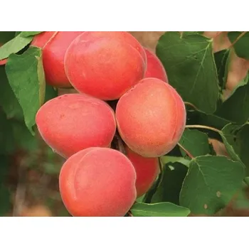 Sazenice Meruňka 'Orange Red' Balení: prostokořenný stromek, Podnož: myrobalán