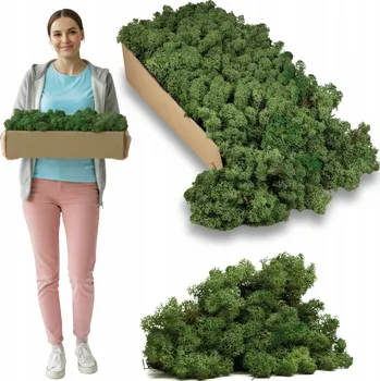 Obraz Mech Chrobotek sobí NORWESKÝ zelený DEKORAČNÍ živý OZDOBNÝ