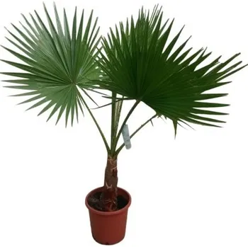 Sazenice Washingtonia robusta - Kalifornská vějířová palma 2.jakost