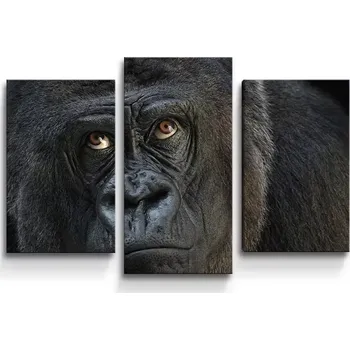 Obraz Sablio Obraz - 3-dílný Gorila - 75x50 cm