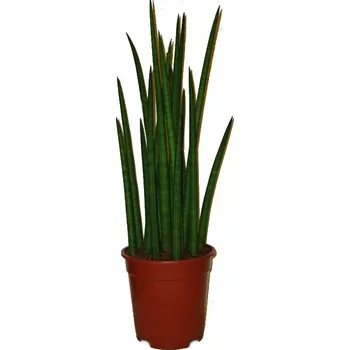 Sazenice Sansevieria cylinder spaget- tchýnin jazyk velká rostlina