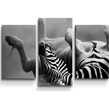 Obraz Sablio Obraz - 3-dílný Válející se zebra - 75x50 cm