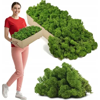 Obraz Mech Chrobotek sobí NORWESKÝ zelený DEKORAČNÍ živý OZDOBNÝ