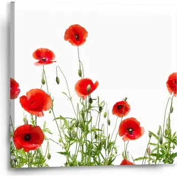 Obraz Sablio Obraz Vlčí máky - 50x50 cm