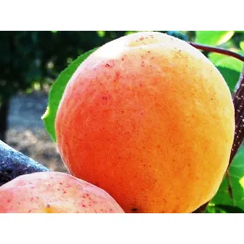 Sazenice Meruňka 'Ligetská obří' Balení: prostokořenný stromek, Podnož: semenáč