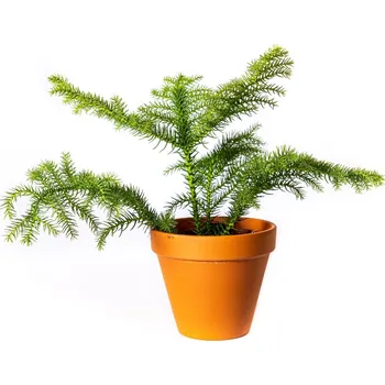 Gardners Araucaria heterophylla, průměr 10,5 cm Blahočet, araukárie
